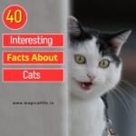 Interesting Facts About Cats | Funny Cat Facts | Amazing Cat Facts